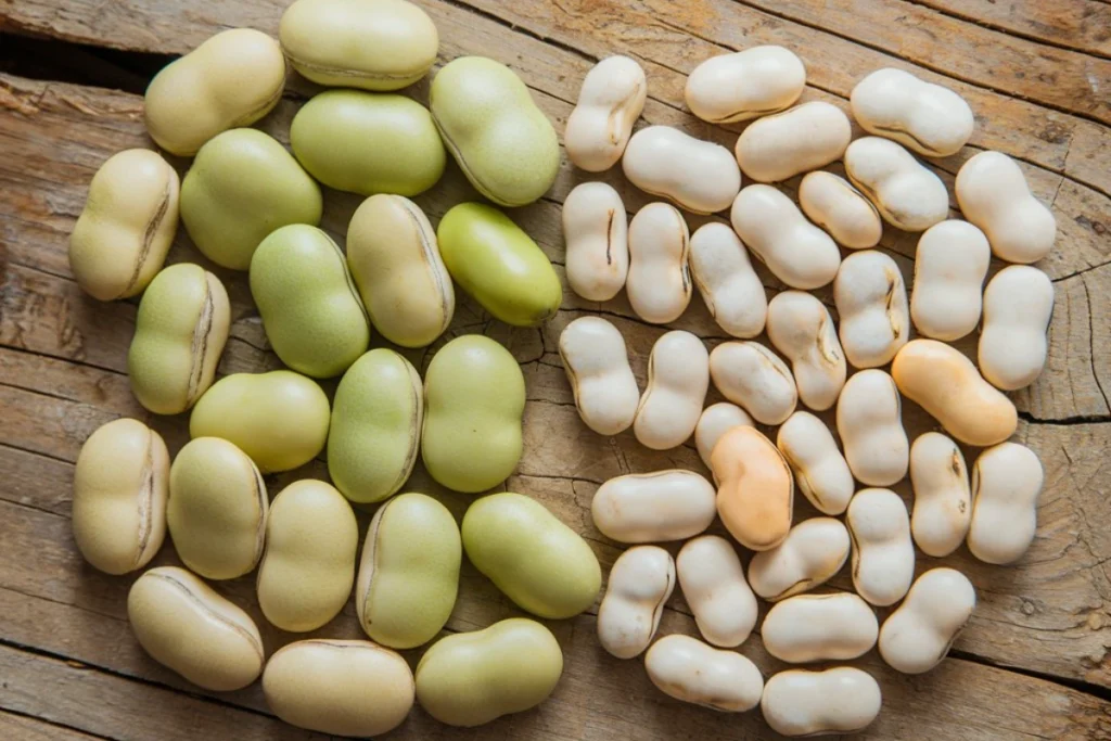 Close-up of Lima Beans and Butter Beans showing size and color differences